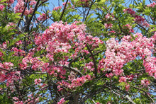 Load image into Gallery viewer, Java Cassia Pink Shower Tree Cassia javanica 20 Seeds