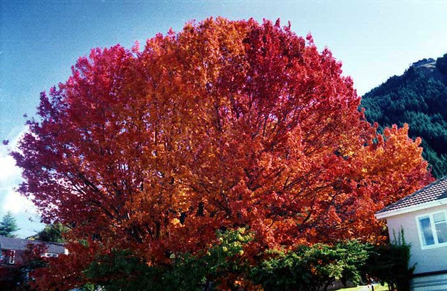 Red Oak   10 Seeds   Quercus rubra