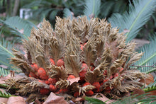 Load image into Gallery viewer, Sago Palm  Cycas revoluta  5 Seeds