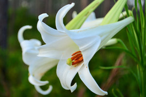 Philippine Lily Lilium philippense 50 Seeds