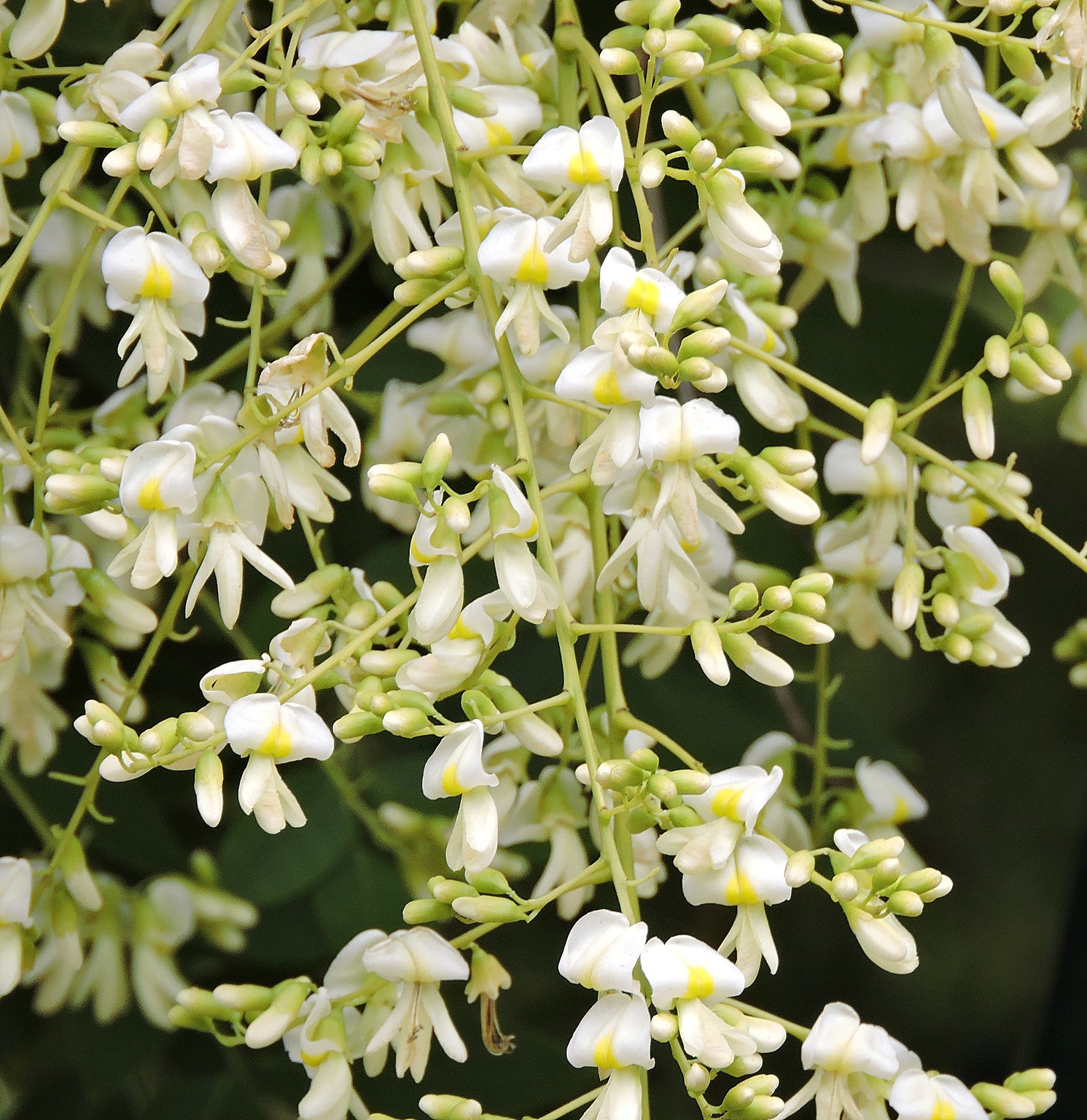 Sophora Japonica