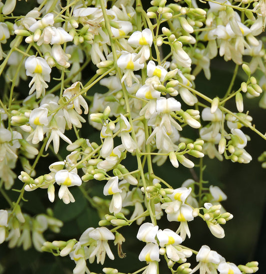 Japanese Pagoda Tree Sophora japonica 20 Seeds