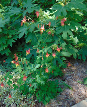 Load image into Gallery viewer, Wild Columbine Eastern Red Columbine Aquilegia canadensis 100 Seeds