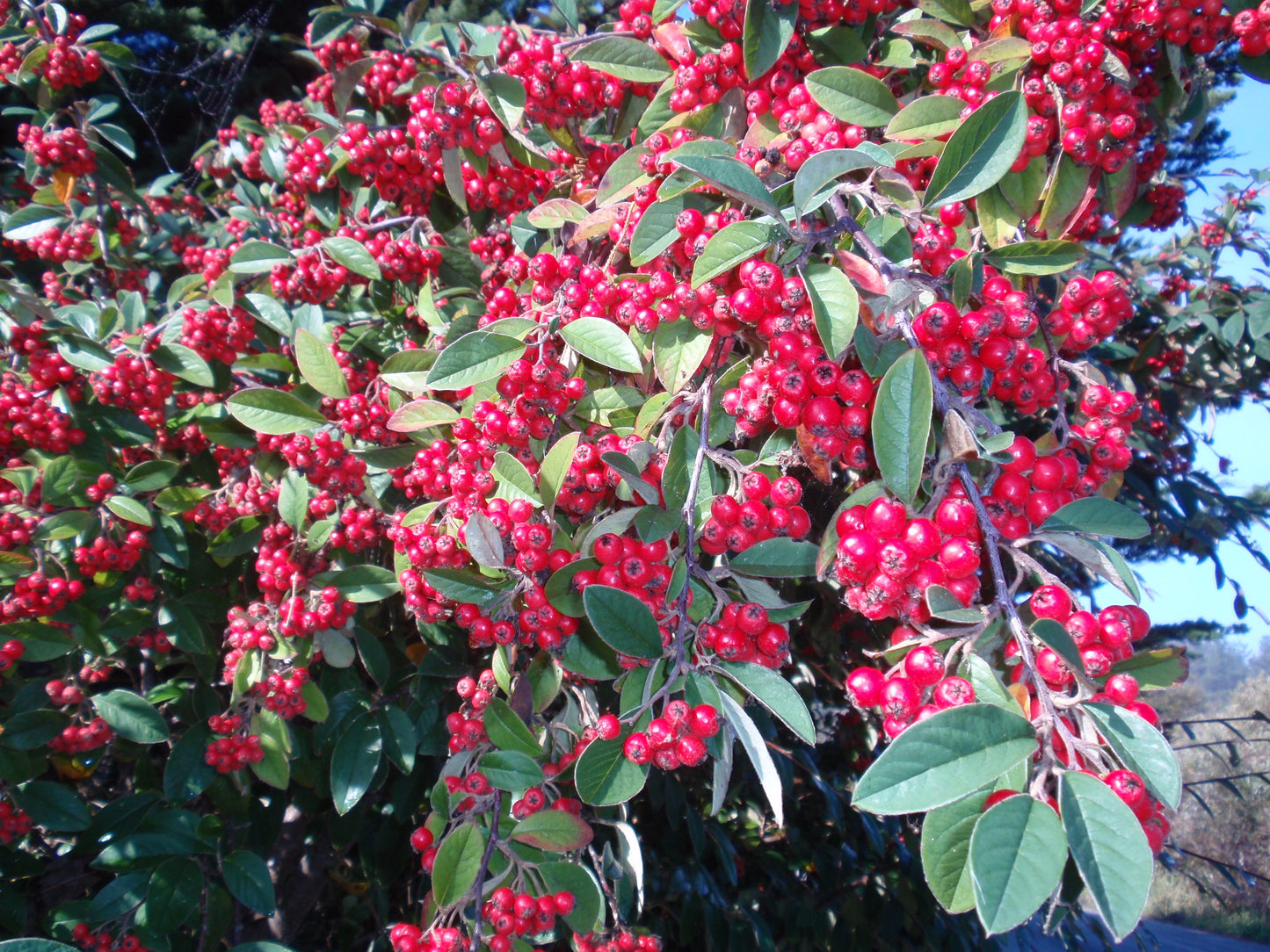 Red Clusterberry Cotoneaster parneyi 20 Seeds