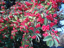 Load image into Gallery viewer, Red Clusterberry Cotoneaster parneyi 20 Seeds