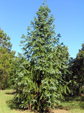 Load image into Gallery viewer, China Fir Cunninghamia lanceolata 20 Seeds