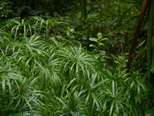 Load image into Gallery viewer, Umbrella Plant Cyperus alternifolius 50 Seeds