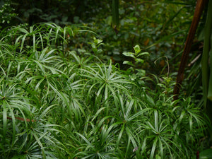 Umbrella Plant Cyperus alternifolius 50 Seeds