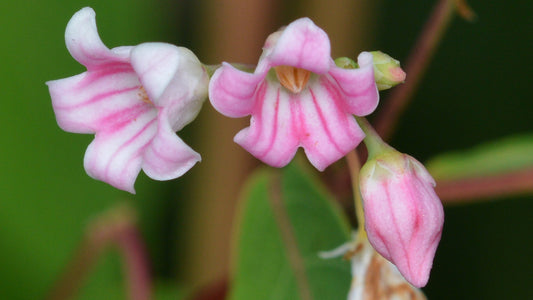 Spreading Dogbane Apocynum androsaemifolium 20 Seeds  USA Company