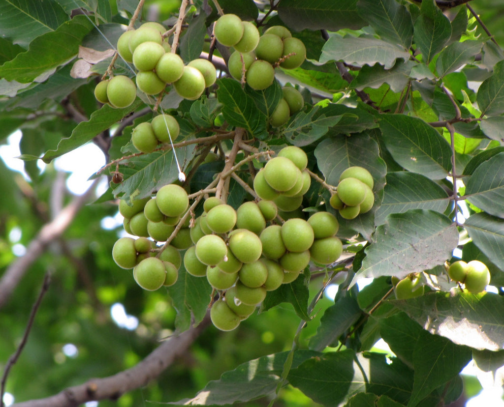 Chinese Soapberry Sapindus mukorossi 10 Seeds  USA Company