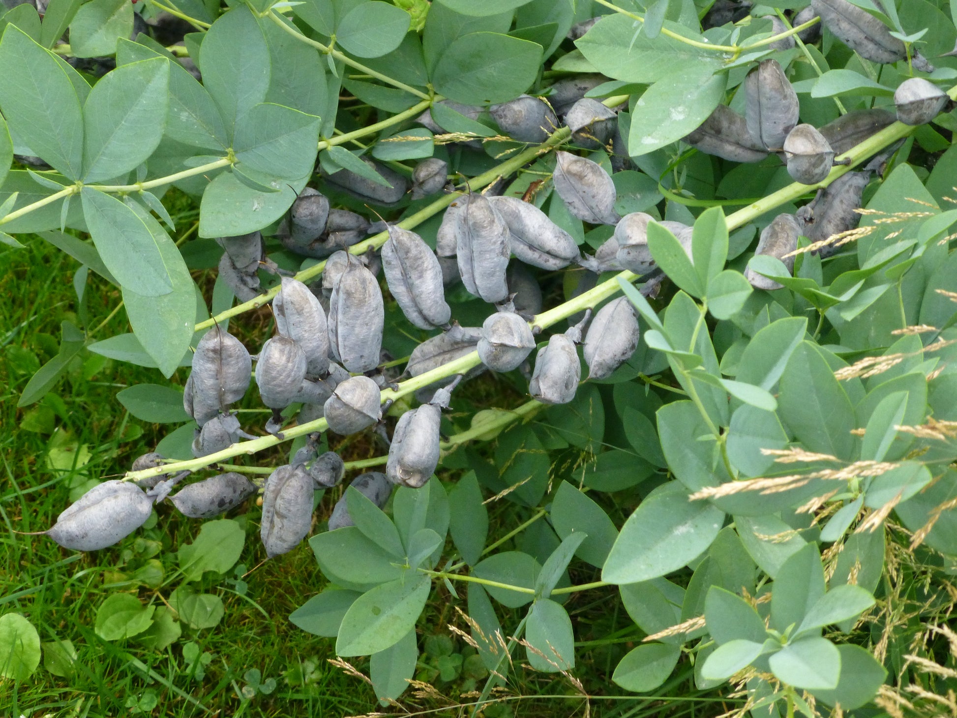 indigo plant seed pods Blue False Indigo 100 Seeds Baptisia australis – R&B Floridaseeds
