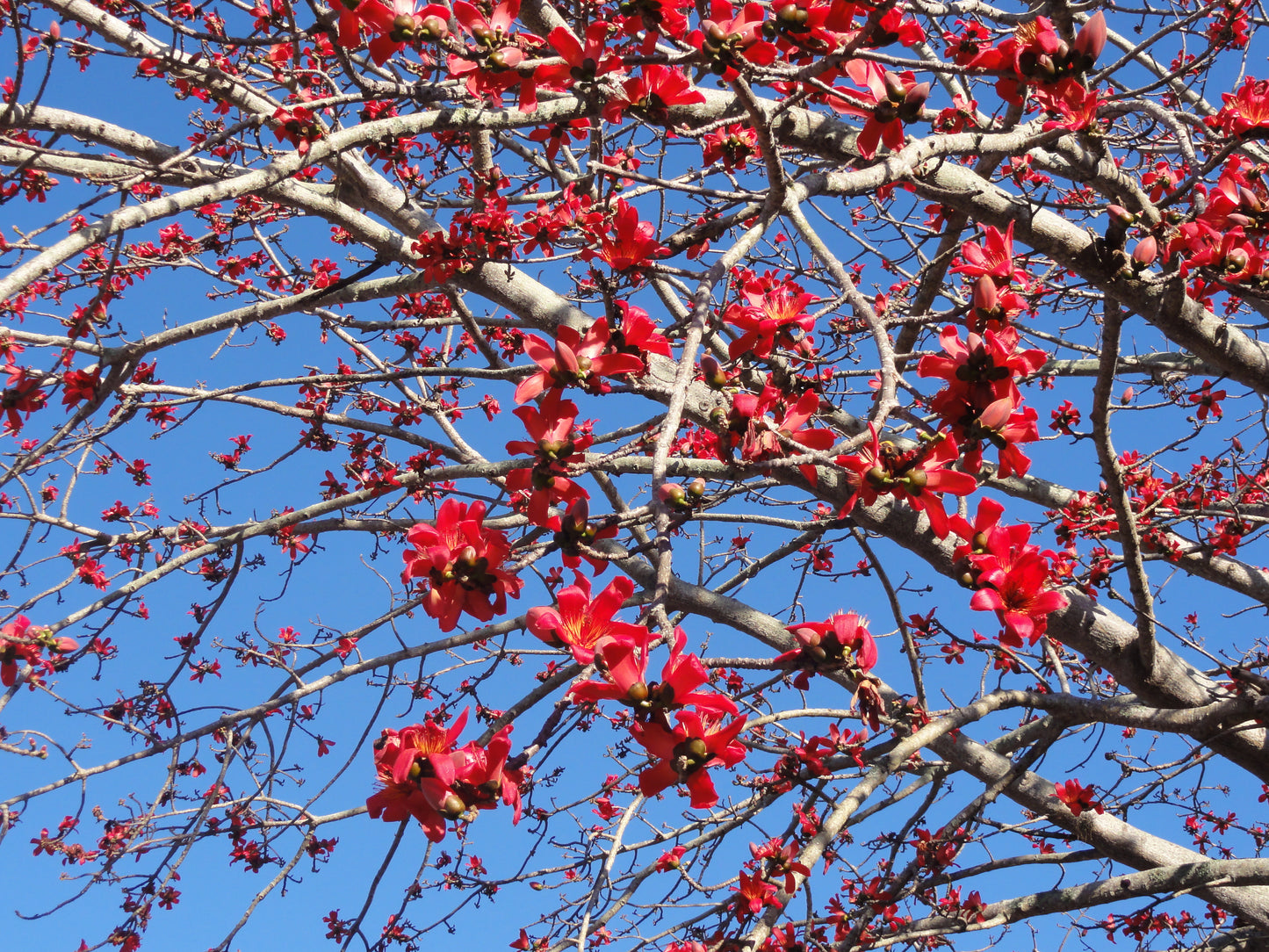 Red Silk Cotton Tree Bombax ceiba 100 Seeds