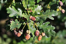 Load image into Gallery viewer, English Oak Quercus robur 10 Seeds