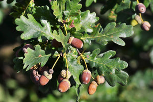 English Oak Quercus robur 10 Seeds