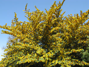 California Flannelbush  Fremontodendron californicum  10 Seeds