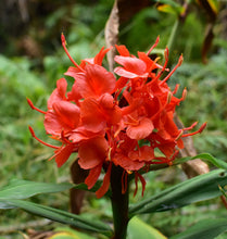 Load image into Gallery viewer, Red Ginger Hedychium rubrum 10 Seeds