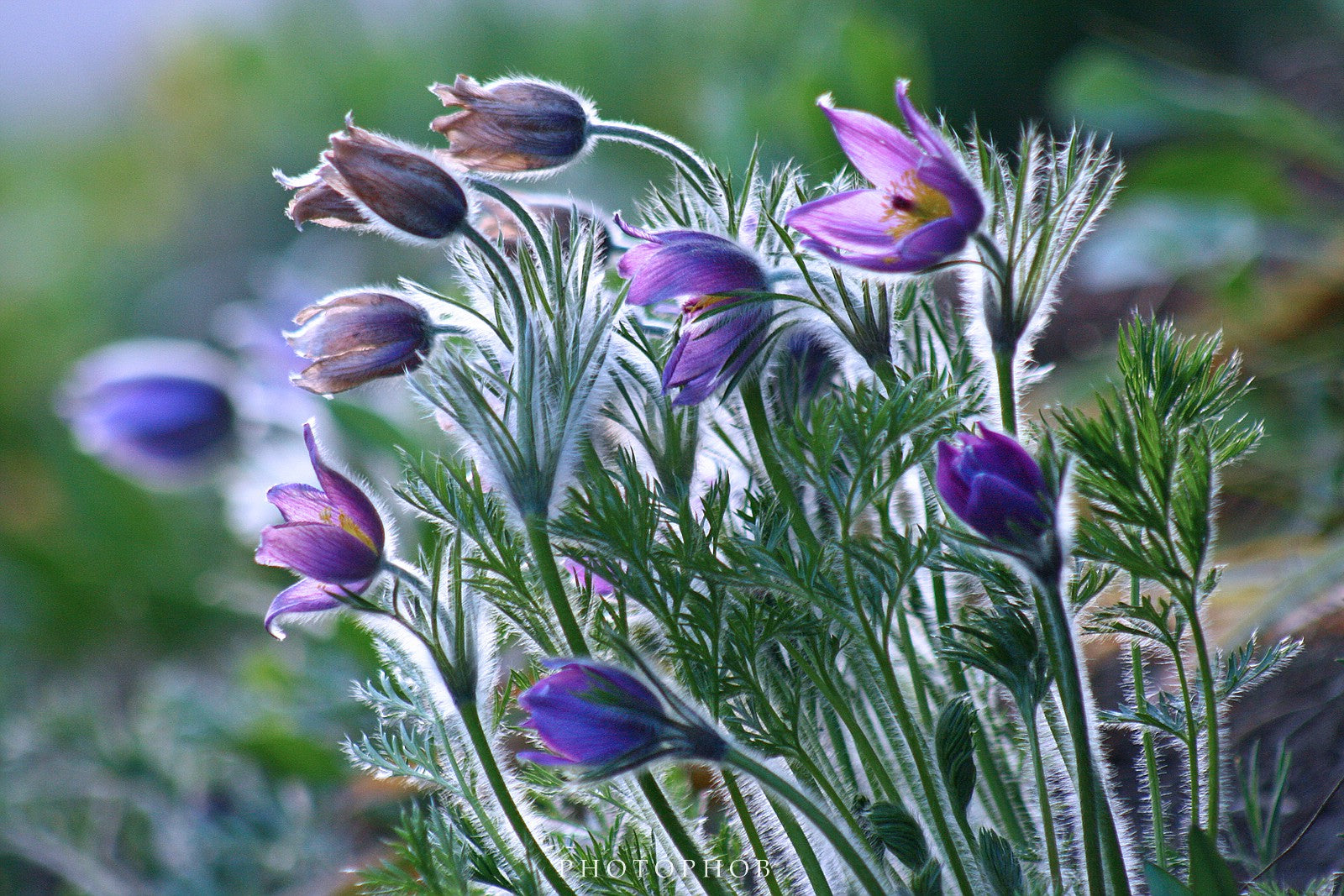 pasque flower from seed Pasque Flower 100 Seeds Pulsatilla vulgaris – R&B Floridaseeds