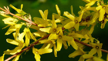 Load image into Gallery viewer, Weeping Forsythia Forsythia suspensa 20 Seeds