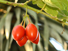 Load image into Gallery viewer, Tamarillo Tree Tomato Cyphomandra betacea 20 Seeds