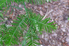 Load image into Gallery viewer, Chinese Swamp Cypress Glyptostrobus pensilis 20 Seeds