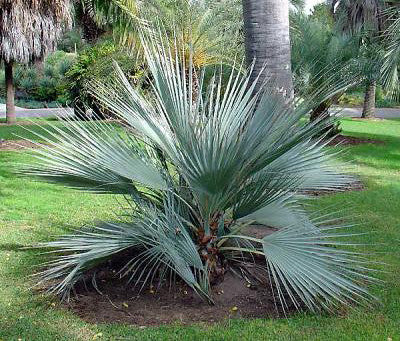 Mazari Palm Nannorrhops ritchiana 10 Seeds   USA Company