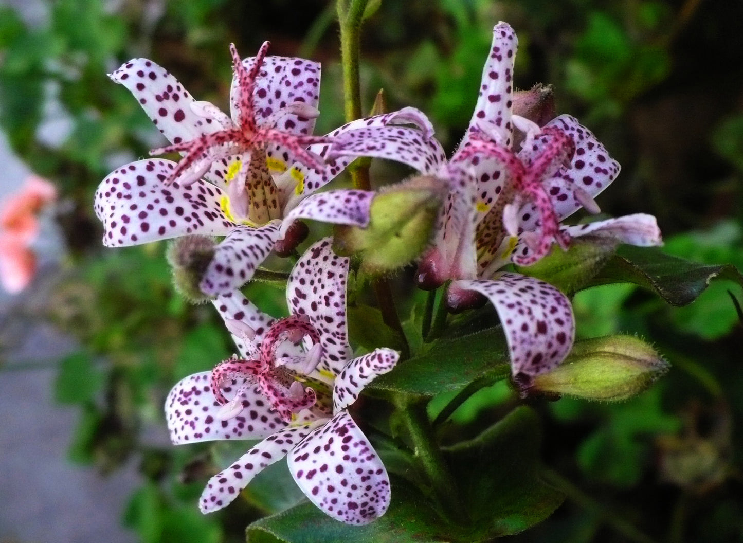 Toad Lily Trichyrtis hirta 10 Seeds