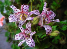 Load image into Gallery viewer, Toad Lily Trichyrtis hirta 10 Seeds