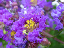 Load image into Gallery viewer, Purple Crape Myrtle Lagerstroemia indica 20 Seeds