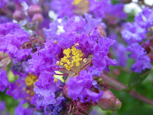 Purple Crape Myrtle Lagerstroemia indica 20 Seeds