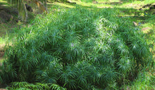 Load image into Gallery viewer, Umbrella Plant Cyperus alternifolius 50 Seeds