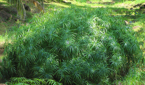 Umbrella Plant Cyperus alternifolius 50 Seeds