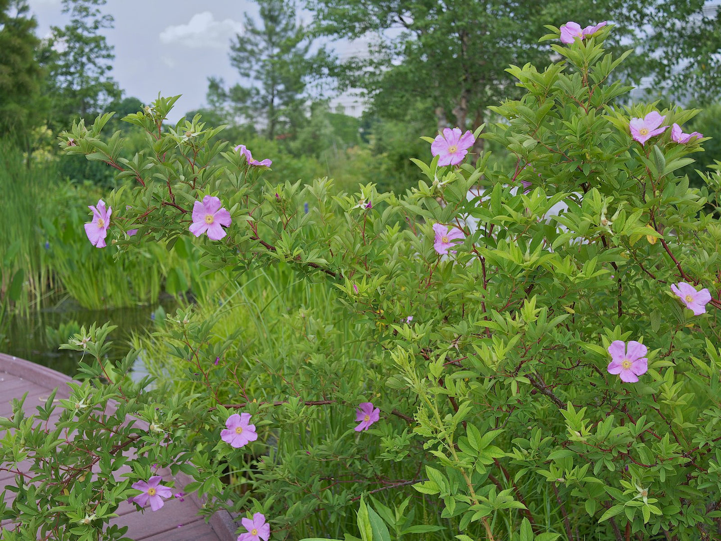 Swamp Rose Rosa palustris 20 Seeds