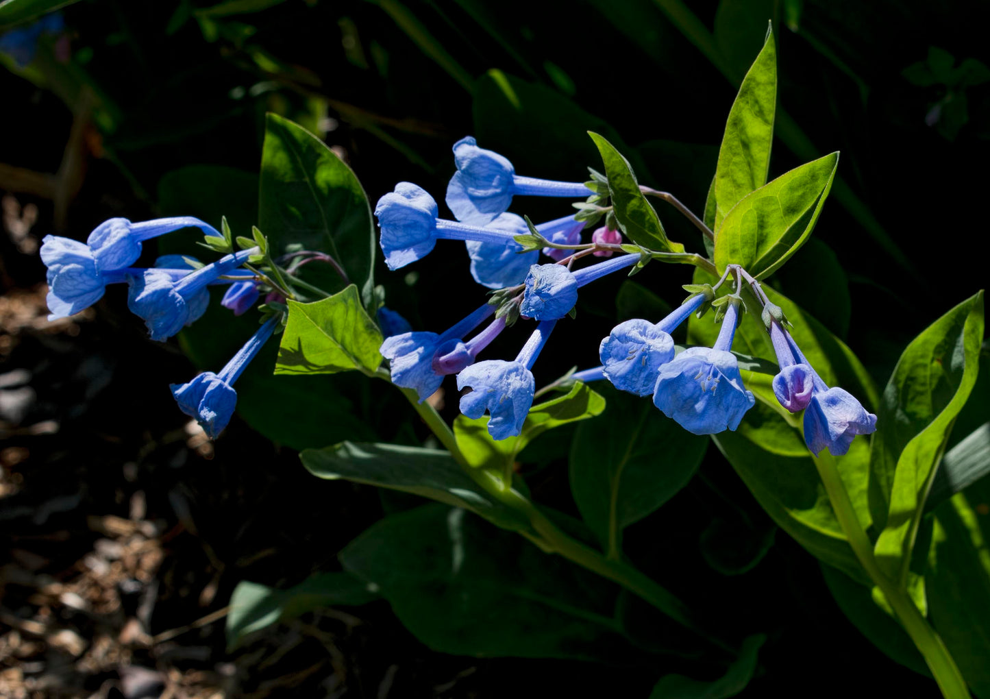 Virginia Bluebells Mertensia virginica 100 Seeds
