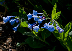 Virginia Bluebells Mertensia virginica 20 Seeds