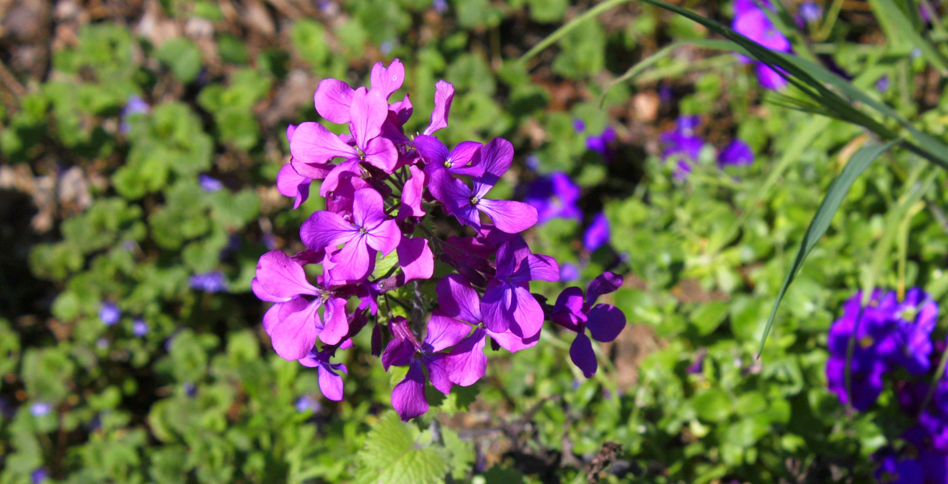 money plant honesty Money Plant Honesty Lunaria annua 100 Seeds – R&B Floridaseeds