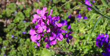 Load image into Gallery viewer, Money Plant Honesty Lunaria annua 20 Seeds