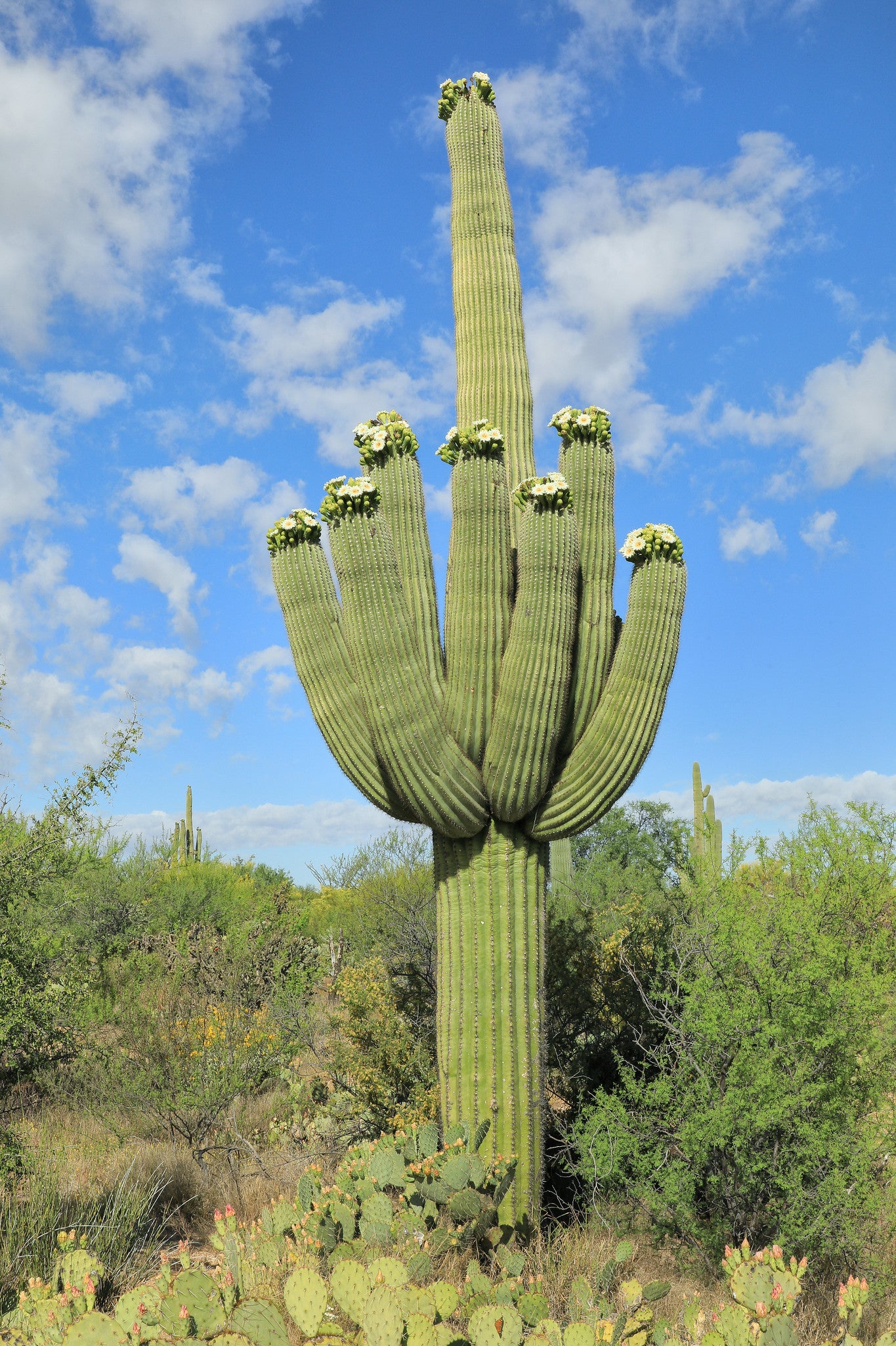 Cactus High Resolution Sahara Cactus