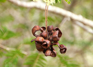 Chinese Lantern Tree Dichrostachys cinerea  20 Seeds