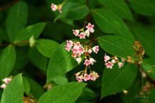 Load image into Gallery viewer, Spreading Dogbane Apocynum androsaemifolium 20 Seeds