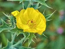 Load image into Gallery viewer, Mexican Poppy Argemone mexicana 20 Seeds