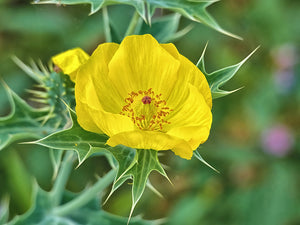 Mexican Poppy Argemone mexicana 20 Seeds