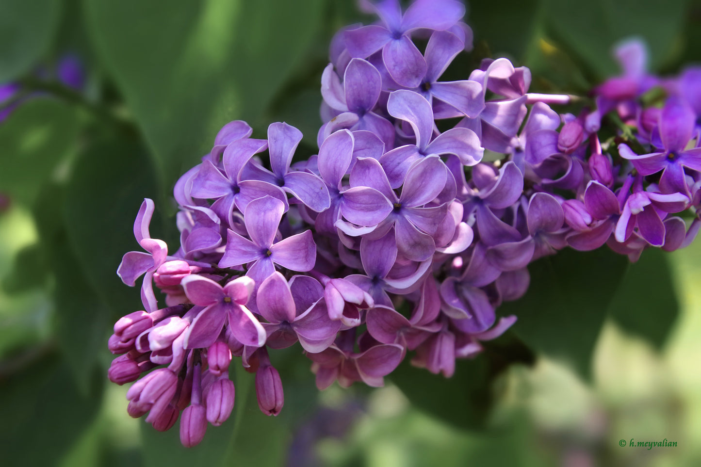 Lilac Syrina vulgaris 20 Seeds   USA Company