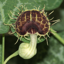 Load image into Gallery viewer, White-Veined Dutchman&#39;s Pipe Aristolochia fimbriata 10 Seeds