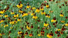 Load image into Gallery viewer, Mexican Hat Ratibida columnifera 50 Seeds