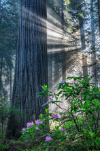 Load image into Gallery viewer, Coast Redwood Sequoia sempervirens 50 Seeds