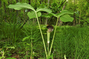 Jack in the Pulpit Arisaema triphyllum 10 Seeds