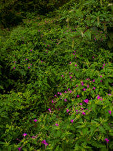 Load image into Gallery viewer, Pink Four O&#39;Clock Miracle of Peru Mirabilis Jalapa 20 Seeds