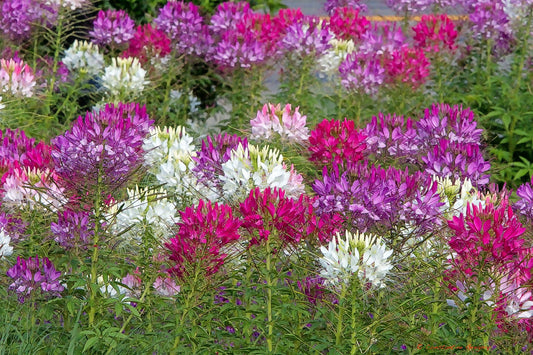 Spider Flower Mix  Cleome hassleriana  100 Seeds