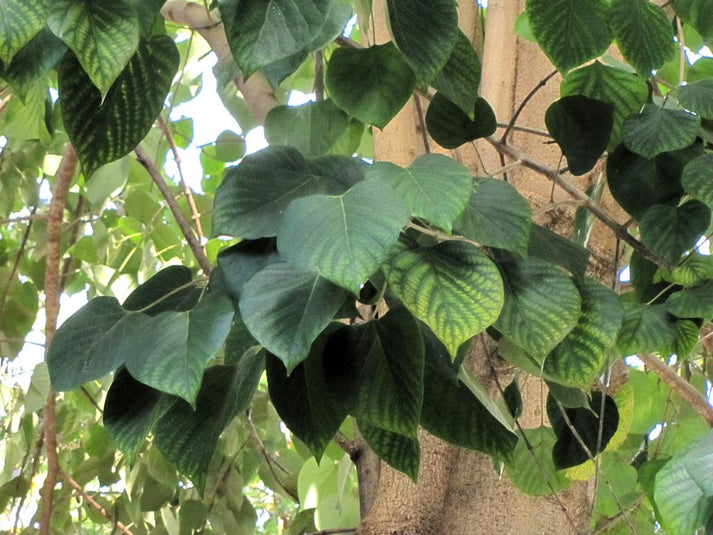 Snapdragon Tree Gmelia arborea 10 Seeds – R&B Floridaseeds