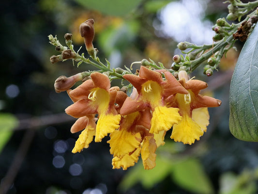 Snapdragon Tree Gmelia arborea 10 Seeds
